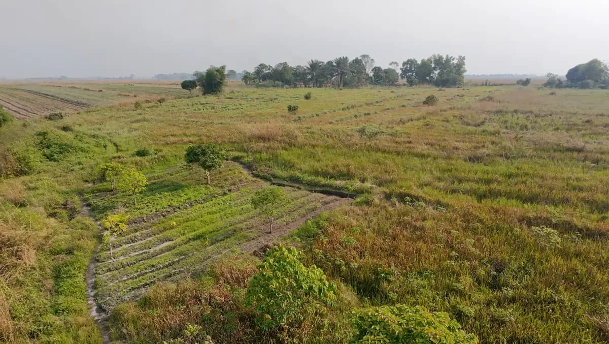 Terrain agricole à Maluku vu de drone : cultures en planches le long d'un canal, savane et bosquet à l'horizon